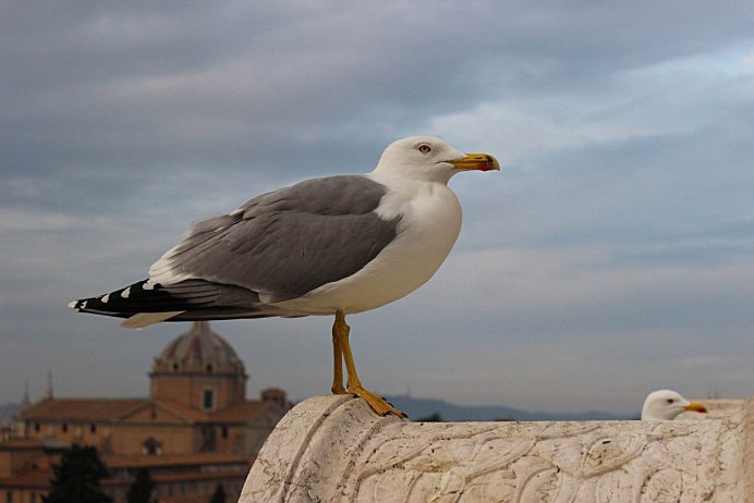 Сейшельская сорока Робин