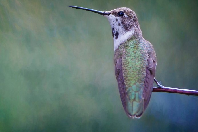 Зелёная птица с длинным клювом