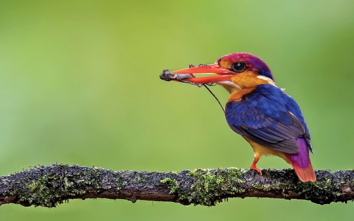 Кэнон птица