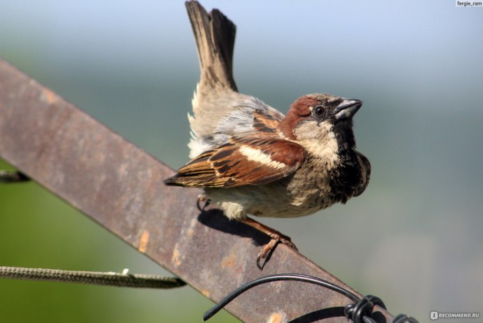 Индийская Малиновка