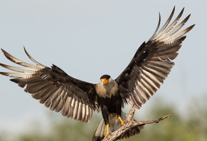Птицы на полях Краснодарского края