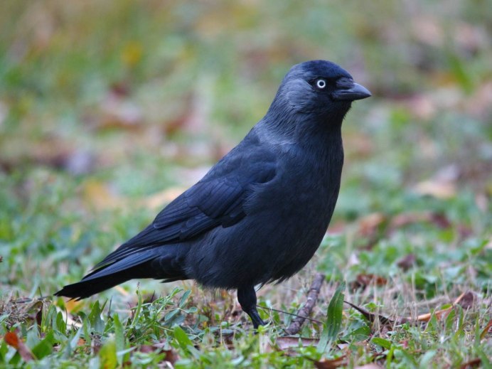 Синяя Галка птица