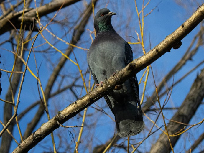 Голубь разведчик