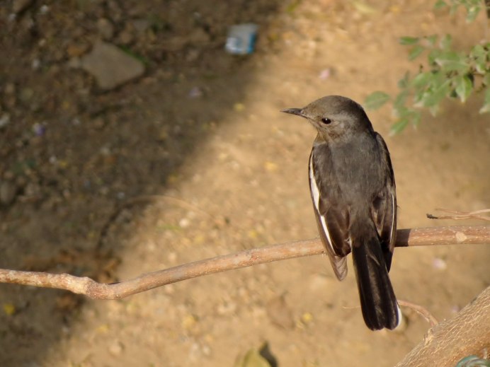 Канон птица