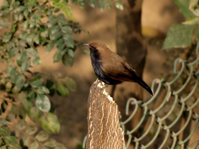 Чёрный скворец и черный Дрозд