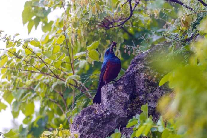 Полет птицы Яковлева