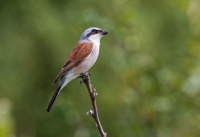 Чайка Черноморская пятнистая