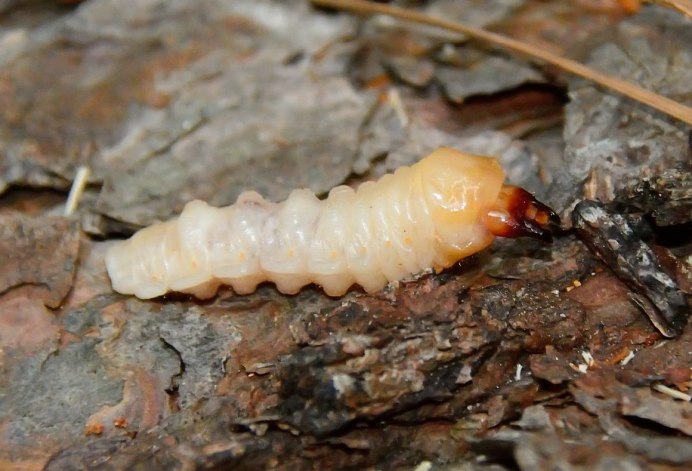 Monochamus galloprovincialis личинка