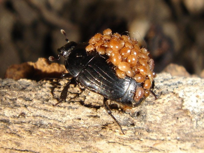 Жук-усач (Cerambycidae)