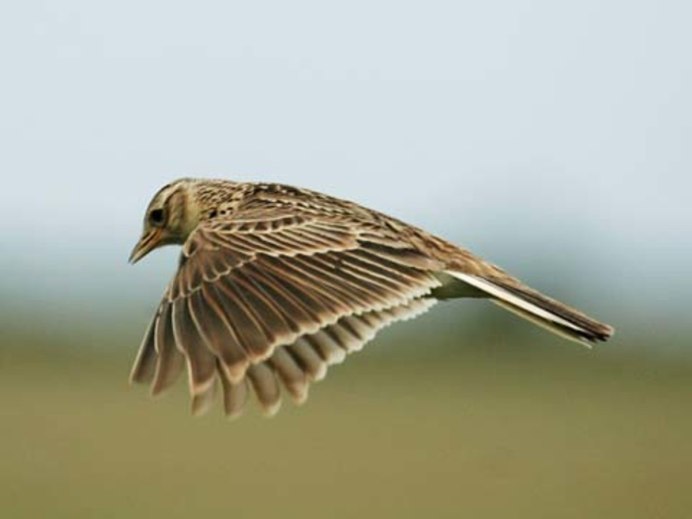 Жаворонок Lark-Bird