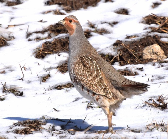 Краснохохлая куропатка