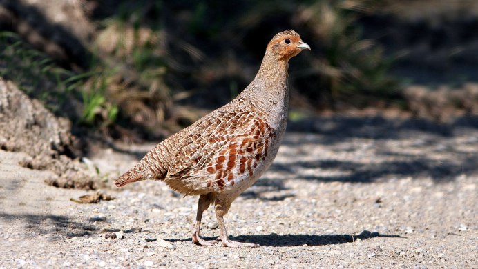 Серая куропатка зимой