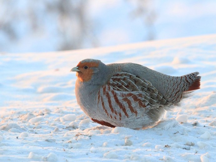 Серая куропатка (Perdix Perdix)