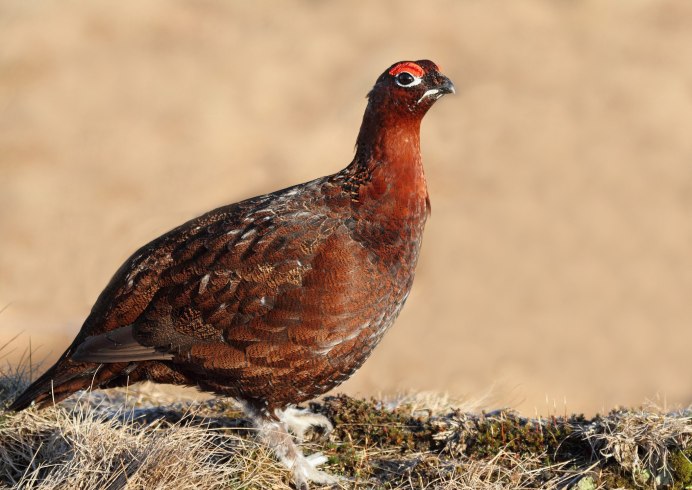 Куропатка Сибирская