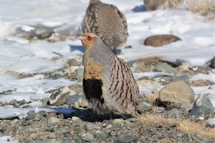Тундряная куропатка