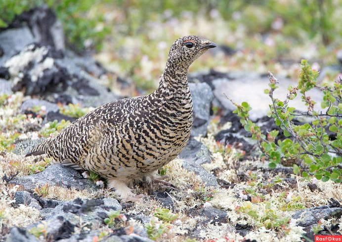 Полярная куропатка в тундре