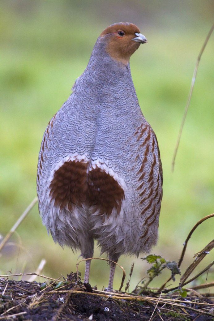 Серая куропатка (Perdix Perdix)
