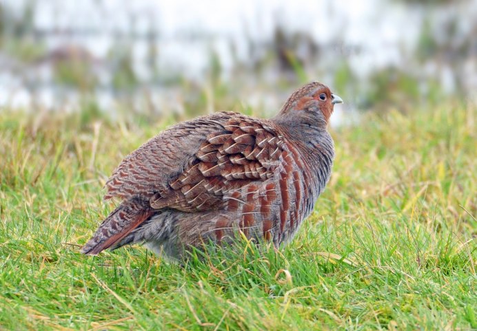 Даурская бородатая куропатка