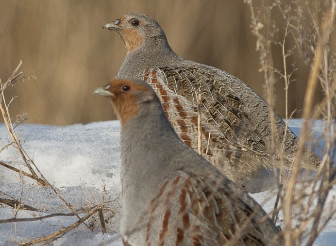 Серая куропатка (Perdix Perdix)