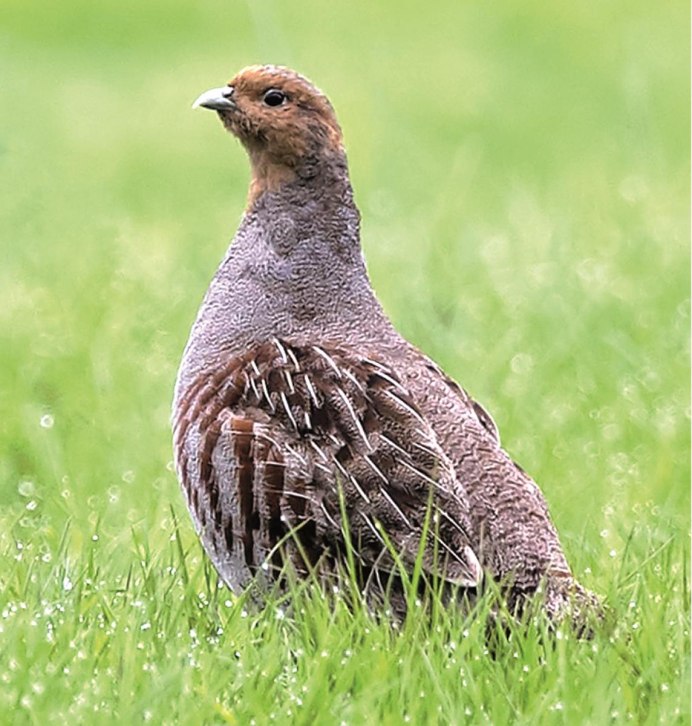 Среднерусская белая куропатка lagopus lagopus rossicus