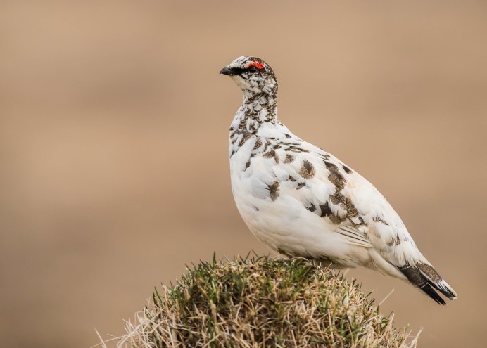 Маньчжурская бородатая куропатка
