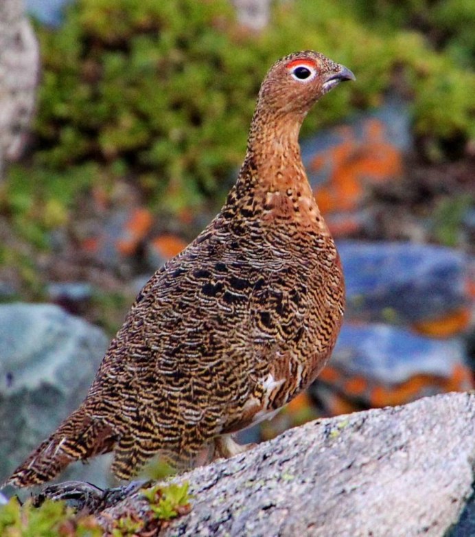Серая куропатка (Perdix Perdix)