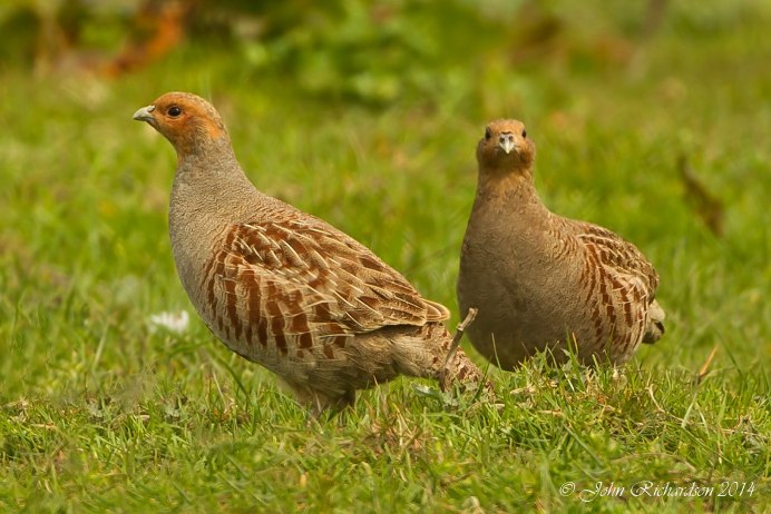 Торлаа куропатка