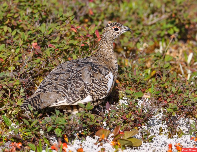 Болотная куропатка