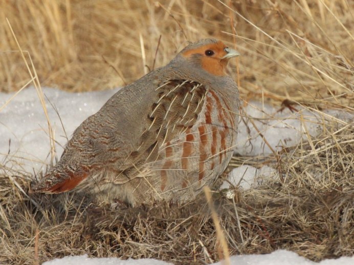 Patridge куропатка