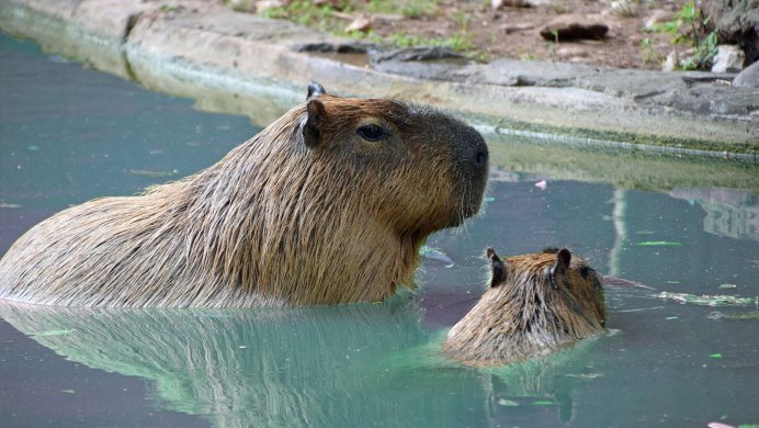 Водоплавающие свиньи Багамы