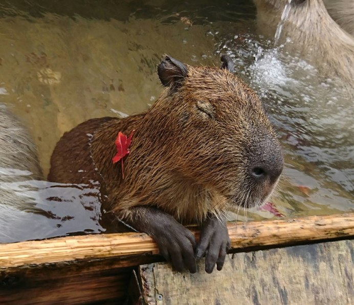 Водяная Свинка капибара