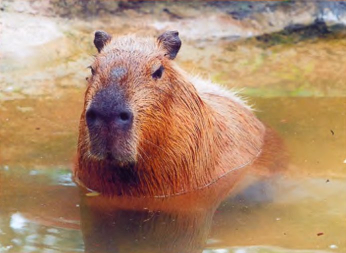 Багамские водоплавающие свинки