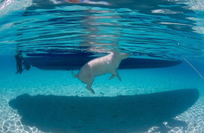 Поросенок на море