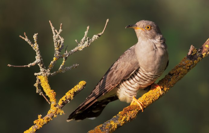 Обыкновенная Кукушка Кукушонок