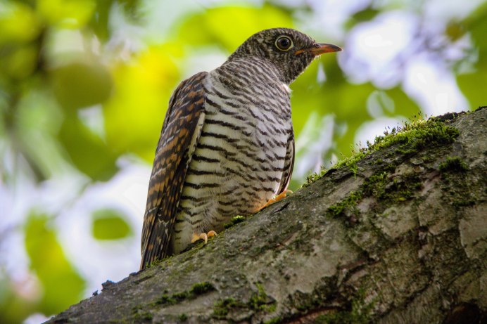 Обыкновенная Кукушка