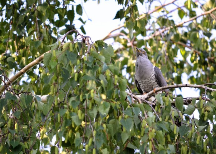 Кукушка в лесу