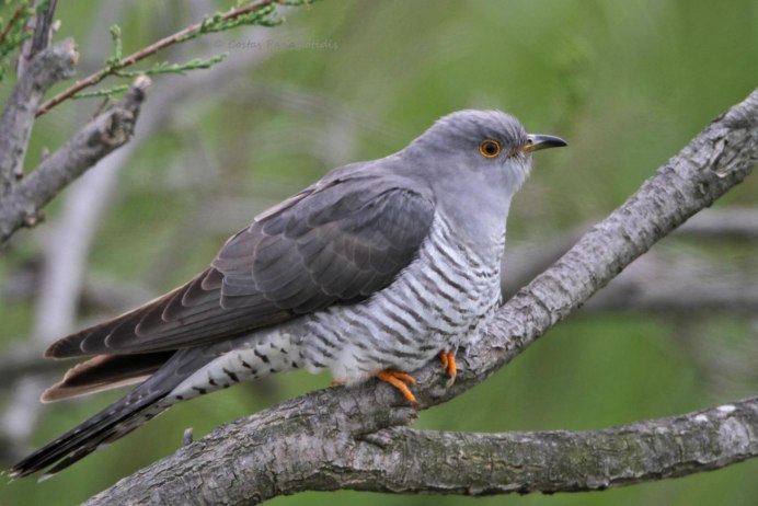 9. Кукушка обыкновенная (Cuculus canorus)
