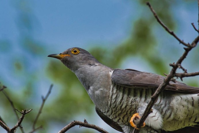 Кукушка на Березе