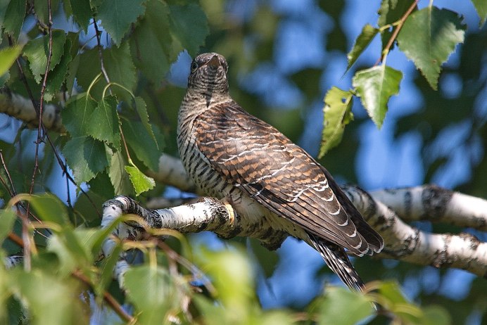 Картинки Кукушка в лесу