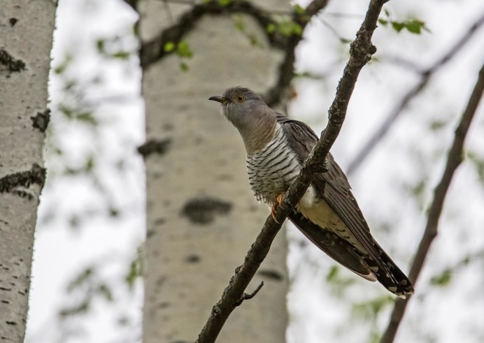 Кукушка Cuckoo