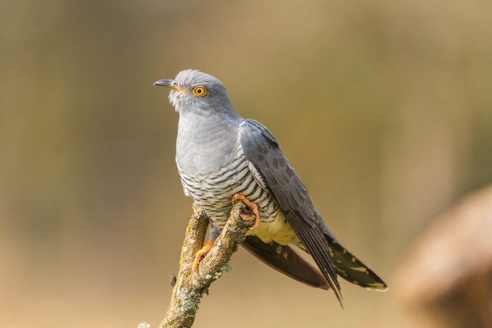 Желтоносая Кукушка