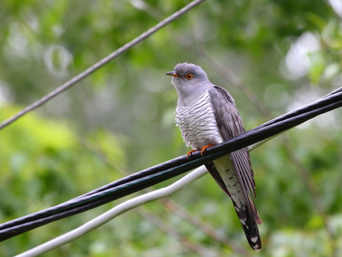 Кукушка и вяхирь