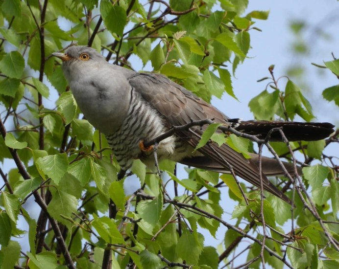 Cuculus canorus Кукушонок