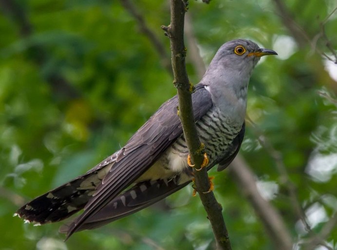 Лесные птицы Кукушка