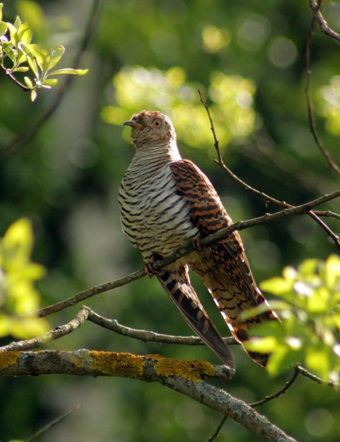 Кукушка птица