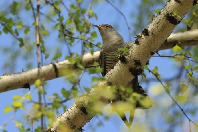 Ястребиная Кукушка