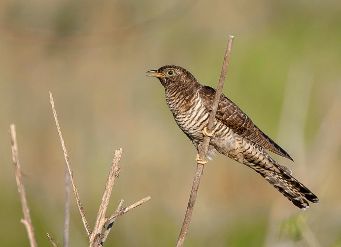 Кукушка в Забайкалье