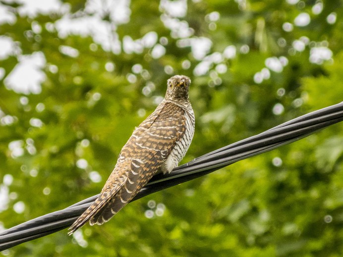 Кукушка коричневая