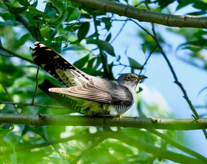 Представители кукушек