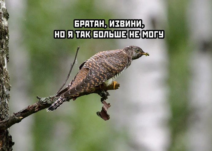 Кукушка в Туле